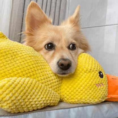 🐾 Stop Your Dog’s Anxiety in Minutes